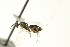  ( - CNCHYM 011804)  @11 [ ] CreativeCommons - Attribution (2012) CNC/CBG Photography Group Centre for Biodiversity Genomics