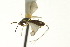  ( - CNCHYM 011805)  @11 [ ] CreativeCommons - Attribution (2012) CNC/CBG Photography Group Centre for Biodiversity Genomics