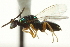  ( - CNCHYM 011808)  @14 [ ] CreativeCommons - Attribution (2012) CNC/CBG Photography Group Centre for Biodiversity Genomics