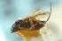  ( - CNCHYM 011817)  @11 [ ] CreativeCommons - Attribution (2012) CNC/CBG Photography Group Centre for Biodiversity Genomics