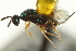  ( - CNCHYM 011818)  @11 [ ] CreativeCommons - Attribution (2012) CNC/CBG Photography Group Centre for Biodiversity Genomics