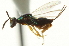  ( - CNCHYM 011819)  @11 [ ] CreativeCommons - Attribution (2012) CNC/CBG Photography Group Centre for Biodiversity Genomics