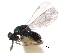  ( - CNCHYM 011839)  @11 [ ] CreativeCommons - Attribution (2012) CNC/CBG Photography Group Centre for Biodiversity Genomics