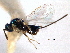  ( - CNCHYM 011841)  @11 [ ] CreativeCommons - Attribution (2012) CNC/CBG Photography Group Centre for Biodiversity Genomics