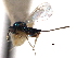  ( - CNCHYM 011842)  @11 [ ] CreativeCommons - Attribution (2012) CNC/CBG Photography Group Centre for Biodiversity Genomics