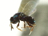  ( - CNCHYM 011851)  @11 [ ] CreativeCommons - Attribution (2012) CNC/CBG Photography Group Centre for Biodiversity Genomics