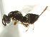  ( - CNCHYM 011852)  @11 [ ] CreativeCommons - Attribution (2012) CNC/CBG Photography Group Centre for Biodiversity Genomics