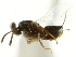  ( - CNCHYM 011853)  @11 [ ] CreativeCommons - Attribution (2012) CNC/CBG Photography Group Centre for Biodiversity Genomics
