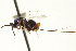  ( - CNCHYM 011858)  @11 [ ] CreativeCommons - Attribution (2012) CNC/CBG Photography Group Centre for Biodiversity Genomics