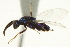  ( - CNCHYM 011859)  @11 [ ] CreativeCommons - Attribution (2012) CNC/CBG Photography Group Centre for Biodiversity Genomics