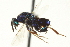  ( - CNCHYM 011873)  @11 [ ] CreativeCommons - Attribution (2012) CNC/CBG Photography Group Centre for Biodiversity Genomics