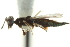  ( - CNCHYM 011892)  @11 [ ] CreativeCommons - Attribution (2012) CNC/CBG Photography Group Centre for Biodiversity Genomics