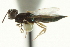  ( - CNCHYM 011894)  @11 [ ] CreativeCommons - Attribution (2012) CNC/CBG Photography Group Centre for Biodiversity Genomics