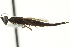  ( - CNCHYM 011898)  @12 [ ] CreativeCommons - Attribution (2012) CNC/CBG Photography Group Centre for Biodiversity Genomics