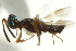  ( - CNCHYM 011959)  @11 [ ] CreativeCommons - Attribution (2012) CNC/CBG Photography Group Centre for Biodiversity Genomics
