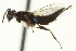  ( - CNCHYM 012069)  @11 [ ] CreativeCommons - Attribution (2012) CNC/CBG Photography Group Centre for Biodiversity Genomics