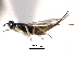  ( - CNCHYM 012094)  @13 [ ] CreativeCommons - Attribution (2012) CNC/CBG Photography Group Centre for Biodiversity Genomics