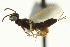  ( - CNCHYM 012097)  @11 [ ] CreativeCommons - Attribution (2012) CNC/CBG Photography Group Centre for Biodiversity Genomics