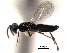 ( - CNCHYM 012100)  @11 [ ] CreativeCommons - Attribution (2012) CNC/CBG Photography Group Centre for Biodiversity Genomics