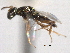  (Dibrachys pelos - CNCHYM 012156)  @11 [ ] CreativeCommons - Attribution (2012) CNC/CBG Photography Group Centre for Biodiversity Genomics