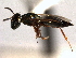  ( - CNCHYM 012157)  @11 [ ] CreativeCommons - Attribution (2012) CNC/CBG Photography Group Centre for Biodiversity Genomics