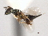  ( - CNCHYM 012158)  @11 [ ] CreativeCommons - Attribution (2012) CNC/CBG Photography Group Centre for Biodiversity Genomics