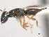  ( - CNCHYM 012159)  @11 [ ] CreativeCommons - Attribution (2012) CNC/CBG Photography Group Centre for Biodiversity Genomics