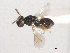  (Diglochis occidentalis - CNCHYM 012160)  @11 [ ] CreativeCommons - Attribution (2012) CNC/CBG Photography Group Centre for Biodiversity Genomics