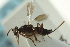  ( - CNCHYM 015168)  @11 [ ] CreativeCommons - Attribution (2012) CNC/CBG Photography Group Centre for Biodiversity Genomics