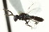  ( - CNCHYM 015169)  @11 [ ] CreativeCommons - Attribution (2012) CNC/CBG Photography Group Centre for Biodiversity Genomics