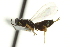  ( - CNCHYM 015177)  @13 [ ] CreativeCommons - Attribution (2012) CNC/CBG Photography Group Centre for Biodiversity Genomics