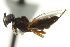  ( - CNCHYM 015180)  @13 [ ] CreativeCommons - Attribution (2012) CNC/CBG Photography Group Centre for Biodiversity Genomics