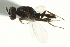  ( - CNCHYM 015181)  @11 [ ] CreativeCommons - Attribution (2012) CNC/CBG Photography Group Centre for Biodiversity Genomics