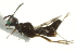  (Eupelmus orthopterae - CNCHYM 015193)  @12 [ ] CreativeCommons - Attribution (2012) CNC/CBG Photography Group Centre for Biodiversity Genomics