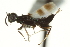  ( - CNCHYM 015194)  @11 [ ] CreativeCommons - Attribution (2012) CNC/CBG Photography Group Centre for Biodiversity Genomics