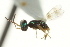  ( - CNCHYM 015197)  @11 [ ] CreativeCommons - Attribution (2012) CNC/CBG Photography Group Centre for Biodiversity Genomics