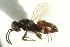  ( - CNCHYM 015202)  @11 [ ] CreativeCommons - Attribution (2012) CNC/CBG Photography Group Centre for Biodiversity Genomics