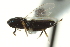  ( - CNCHYM 015204)  @11 [ ] CreativeCommons - Attribution (2012) CNC/CBG Photography Group Centre for Biodiversity Genomics