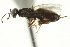  ( - CNCHYM 015208)  @11 [ ] CreativeCommons - Attribution (2012) CNC/CBG Photography Group Centre for Biodiversity Genomics