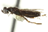  ( - CNCHYM 015209)  @11 [ ] CreativeCommons - Attribution (2012) CNC/CBG Photography Group Centre for Biodiversity Genomics