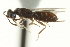  ( - CNCHYM 015210)  @11 [ ] CreativeCommons - Attribution (2012) CNC/CBG Photography Group Centre for Biodiversity Genomics