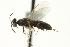 ( - CNCHYM 015211)  @11 [ ] CreativeCommons - Attribution (2012) CNC/CBG Photography Group Centre for Biodiversity Genomics