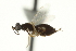  ( - CNCHYM 015220)  @11 [ ] CreativeCommons - Attribution (2012) CNC/CBG Photography Group Centre for Biodiversity Genomics