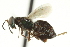  ( - CNCHYM 015224)  @11 [ ] CreativeCommons - Attribution (2012) CNC/CBG Photography Group Centre for Biodiversity Genomics