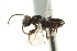  ( - CNCHYM 015226)  @11 [ ] CreativeCommons - Attribution (2012) CNC/CBG Photography Group Centre for Biodiversity Genomics