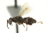  ( - CNCHYM 015228)  @11 [ ] CreativeCommons - Attribution (2012) CNC/CBG Photography Group Centre for Biodiversity Genomics