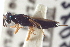  ( - CNCHYM 015230)  @11 [ ] CreativeCommons - Attribution (2012) CNC/CBG Photography Group Centre for Biodiversity Genomics