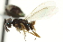  ( - CNCHYM 015232)  @11 [ ] CreativeCommons - Attribution (2012) CNC/CBG Photography Group Centre for Biodiversity Genomics