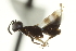  ( - CNCHYM 015246)  @11 [ ] CreativeCommons - Attribution (2012) CNC/CBG Photography Group Centre for Biodiversity Genomics