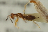  ( - CNCHYM 015264)  @11 [ ] CreativeCommons - Attribution (2012) CNC/CBG Photography Group Centre for Biodiversity Genomics